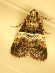 Orthaga thyrisalis