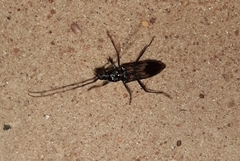 Phoracantha semipunctata