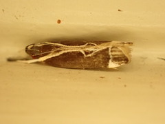 Chaliniastis astrapaea