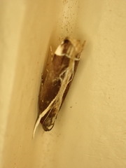 Chaliniastis astrapaea