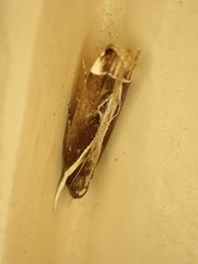 Chaliniastis astrapaea