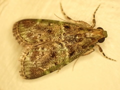 Orthaga atribasalis