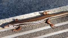 Ctenotus labillardieri