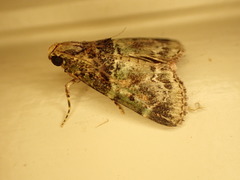 Orthaga atribasalis