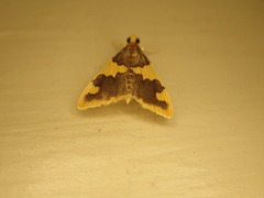Rehimena