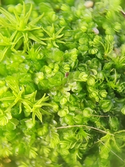 Southbya tophacea