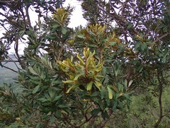 Grevillea exul