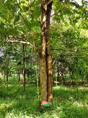 Grewia tiliifolia