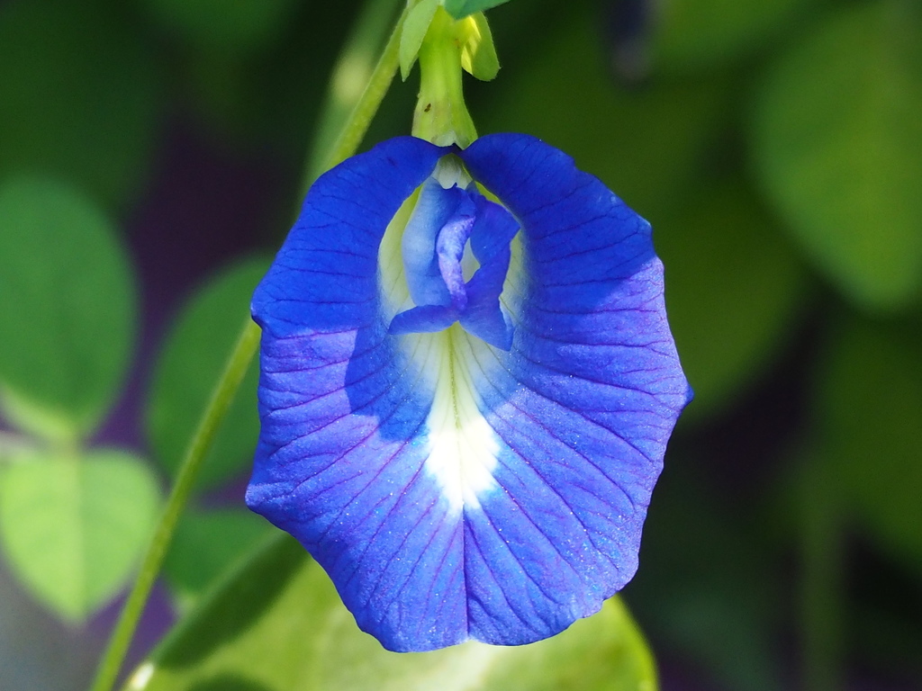 Clitoria