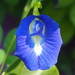 Clitoria - Photo no rights reserved, uploaded by 葉子