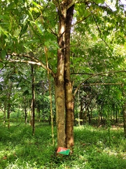 Grewia tiliifolia