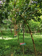 Garcinia gummi-gutta