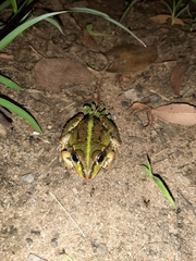 Ranoidea alboguttata