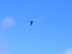 Aerodramus spodiopygius