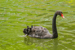 Cygnus atratus