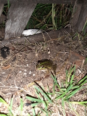 Ranoidea alboguttata