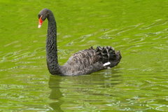 Cygnus atratus
