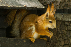 Sciurus vulgaris