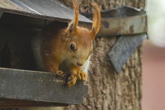 Sciurus vulgaris