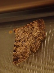 Polydesma boarmoides