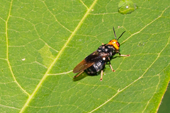 Cyphomyia imitans