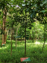 Garcinia gummi-gutta