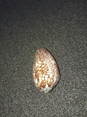 Oliva julieta