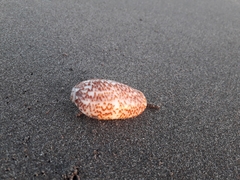 Oliva julieta