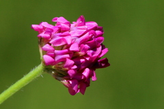 Trifolium africanum