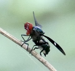 Clitodoca fenestralis