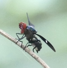 Clitodoca fenestralis