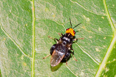 Cyphomyia imitans