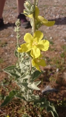 Verbascum undulatum