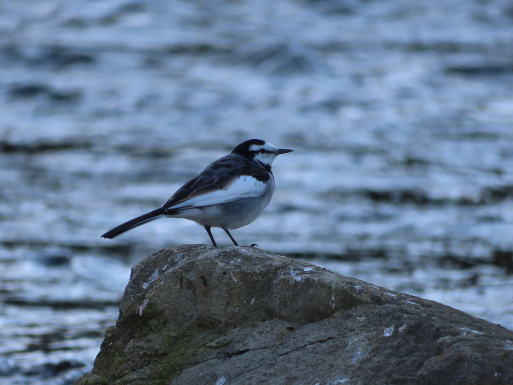 White Wagtail (Black-backed)