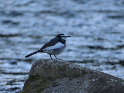 White Wagtail (Black-backed)