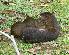 Dasyprocta variegata