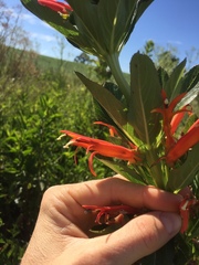 Siphocampylus verticillatus