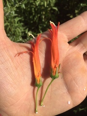 Siphocampylus verticillatus