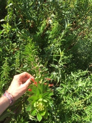 Siphocampylus verticillatus