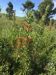 Siphocampylus verticillatus