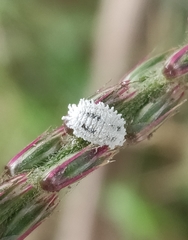 Phenacoccus solenopsis