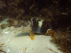Serranus papilionaceus