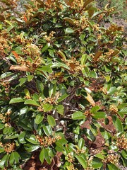 Alphitonia neocaledonica