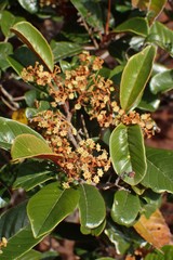 Alphitonia neocaledonica