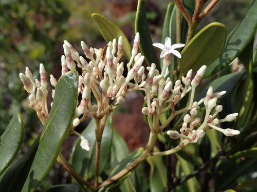 Alstonia coriacea observed 2019-05-05