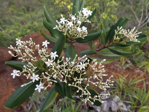 Alstonia coriacea observed 2019-05-05