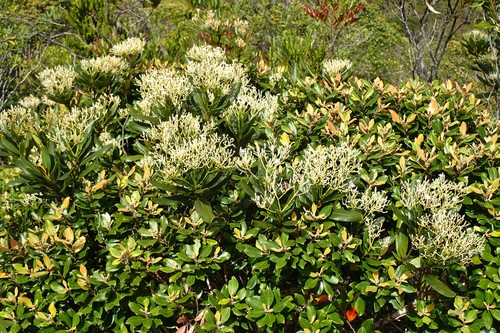 Alstonia coriacea observed 2019-05-05