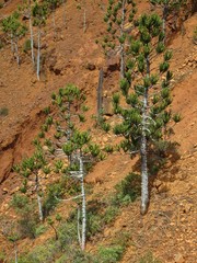Araucaria rulei