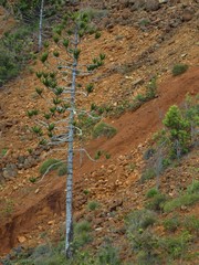 Araucaria rulei