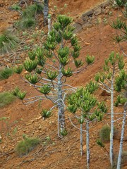Araucaria rulei